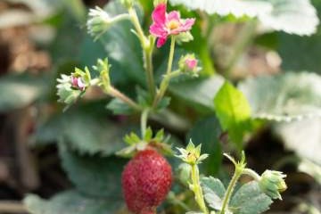Strawberries ripening on plants.