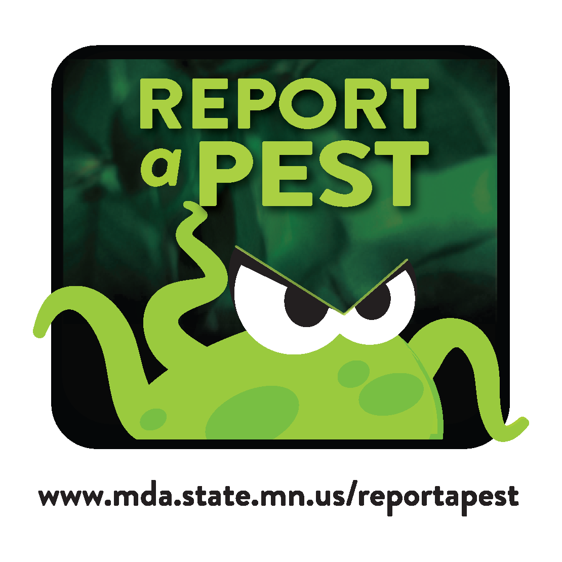 Contact to report sightings arrest.the.pest@state.mn.us 