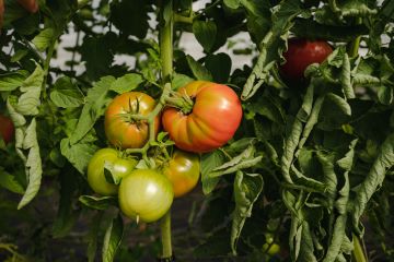 Red and green tomatoes ripening on vine.