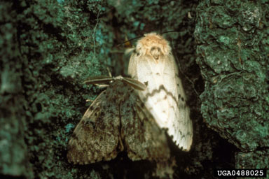 Male (brown) and Female (white) gypsy moths