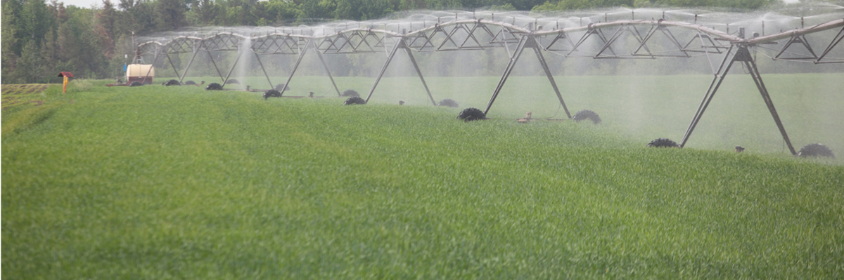 irrigatoin system in a field