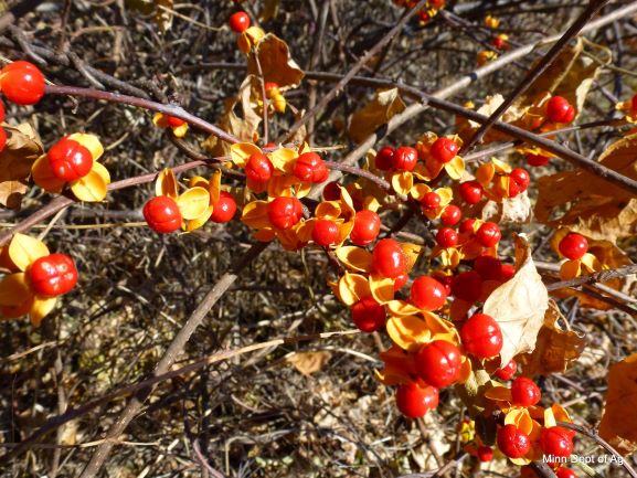 A plant vine with berries.