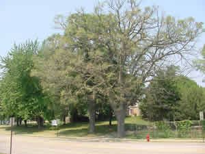 defoliated oak tree