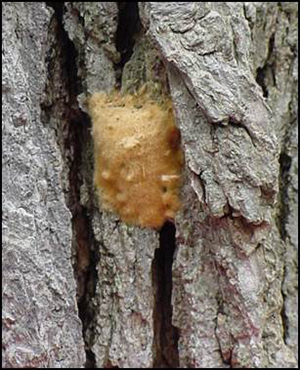 Gypsy moth egg mass