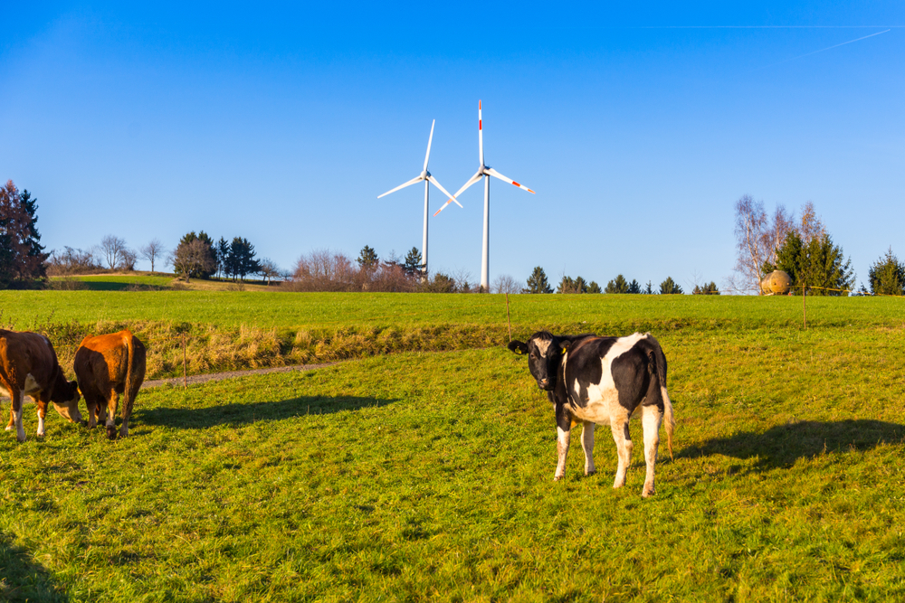 cows grazing with wind turbines in background