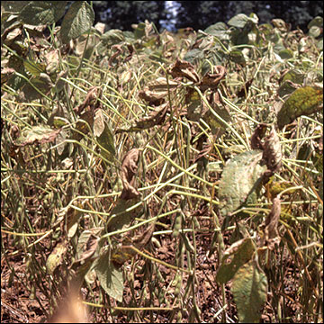 soybeanrustlate.jpg