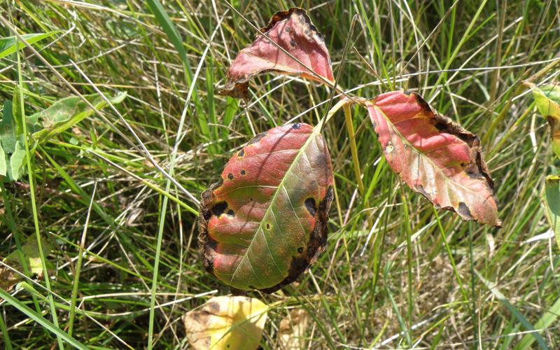 Three reddish leaves with grass in the background. 