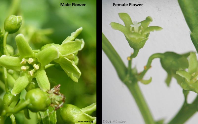 Two photos with closeups of the male and female flowers. The male flower is in the left photo and the female flower is in the right photo.   
