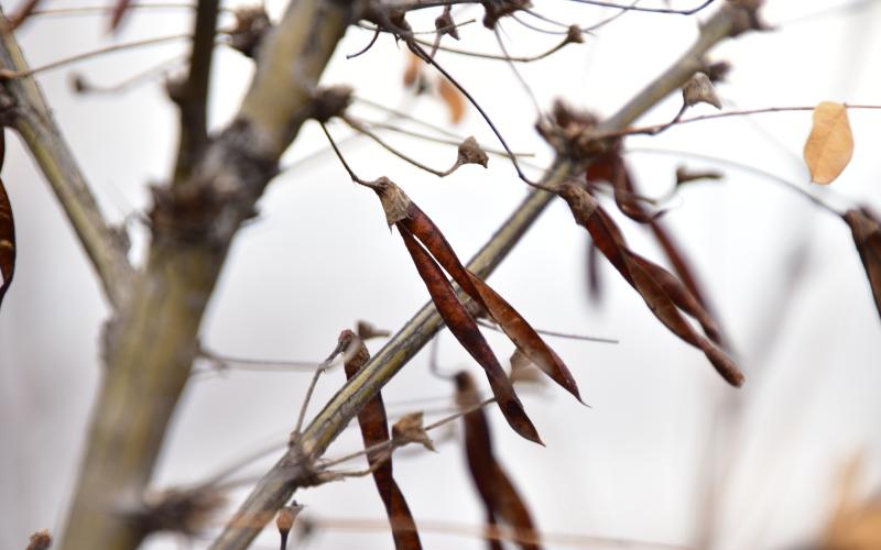 Brown branches with brown, dried, long pea-like seedpods and a light background.  