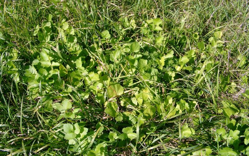 Cluster of parsnip leaves growing in grass.