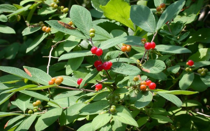 A closeup of branches with green, oval shaped leaves and clusters of red berries. 