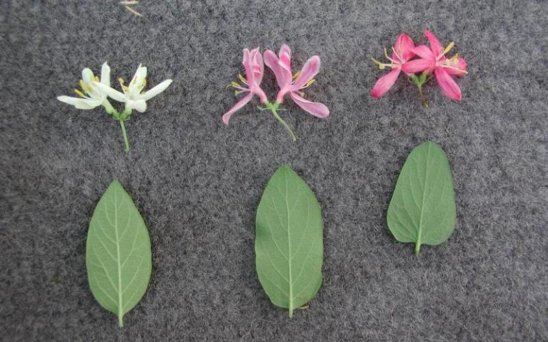 Three leaves ranging in shape from oval to triangular and three flowers ranging in color from white to dark pink on a gray background. 