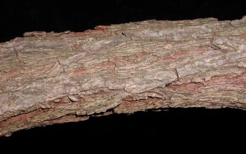 A closeup of brownish reddish bark.  