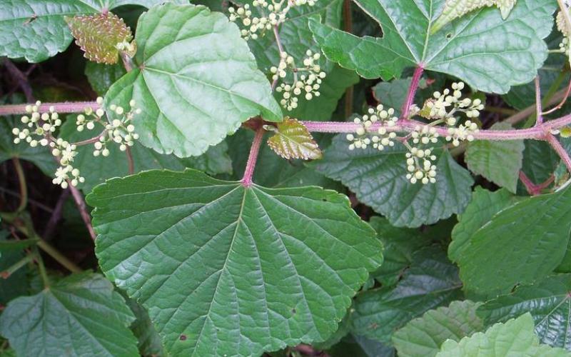 Triangular green leaves on a reddish stem with clusters of tiny white flowers. 