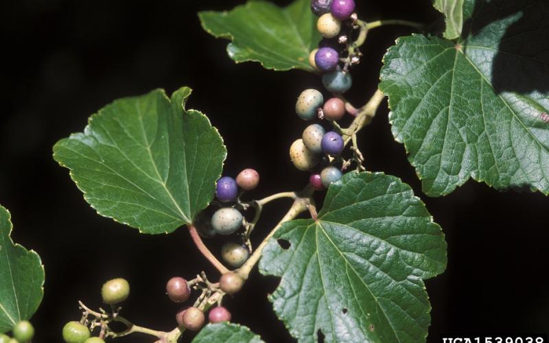 Pink, purple, and white berries with large green leaves hanging on a stem.   