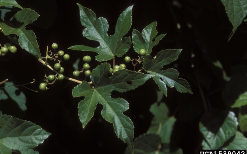 A closeup of dark green, lobed leaves, green fruit, and a dark background.   