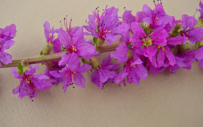 A closeup of purple flowers on a beige background.  