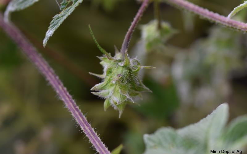 Closeup of Japanese hops cone with immature seed and purplish vines with shorts hairs visible. 