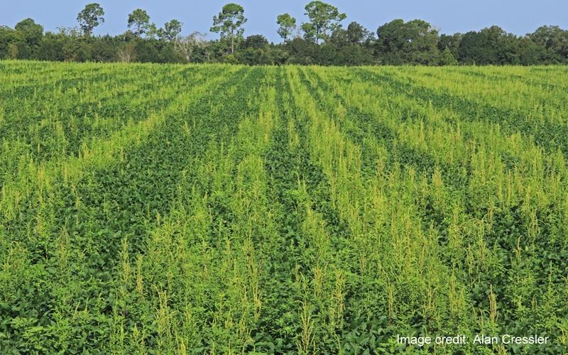 A field of soybeans with Palmer plants growing in the rows.