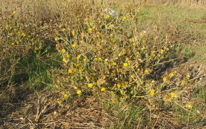 Plants with yellow flowers growing in a grassy area. 