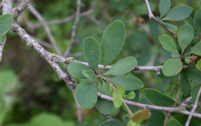 Green leaves with toothed edges on gray twigs. 