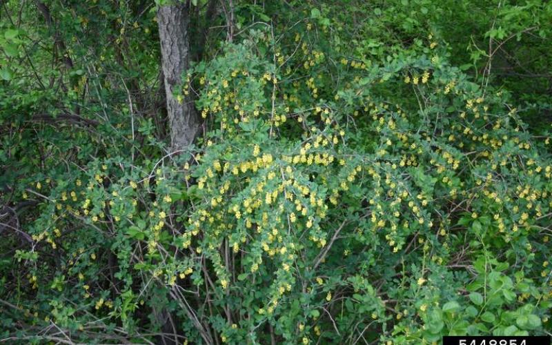 A plant with clusters of drooping yellow flowers with trees in the background.  