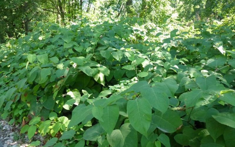 Japanese knotweed infestation in a wooded area. 
