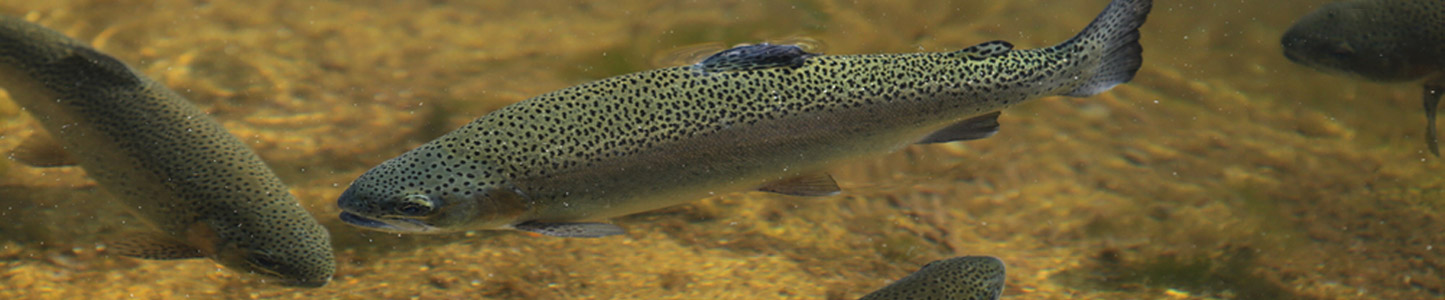 Farmed trout