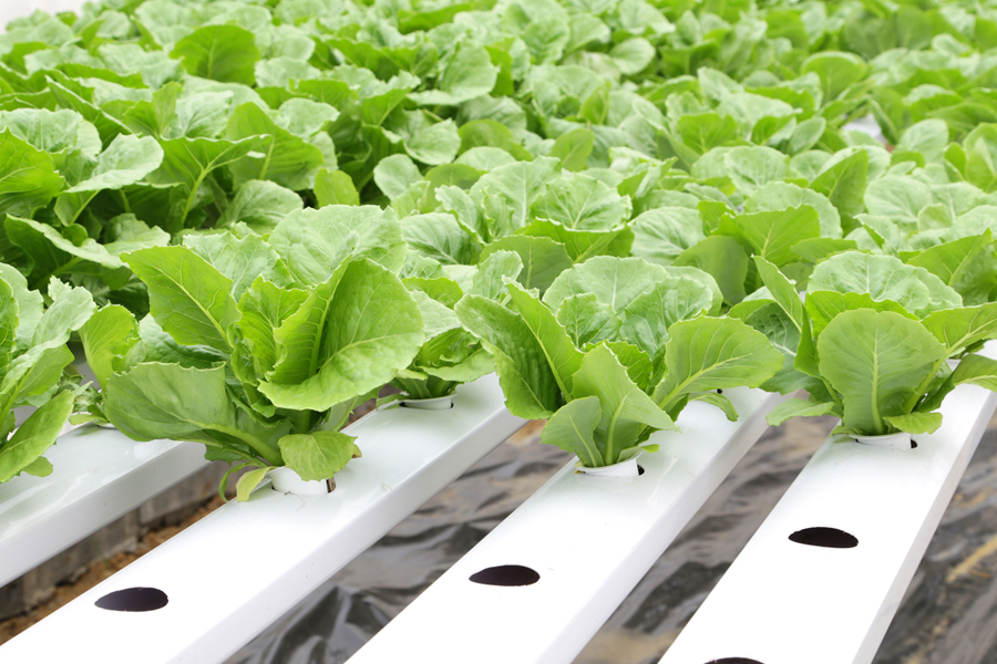 hydroponic lettuce growing