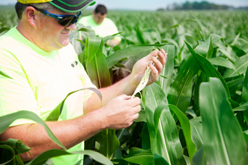 Farmer inspecting corn plants for pests