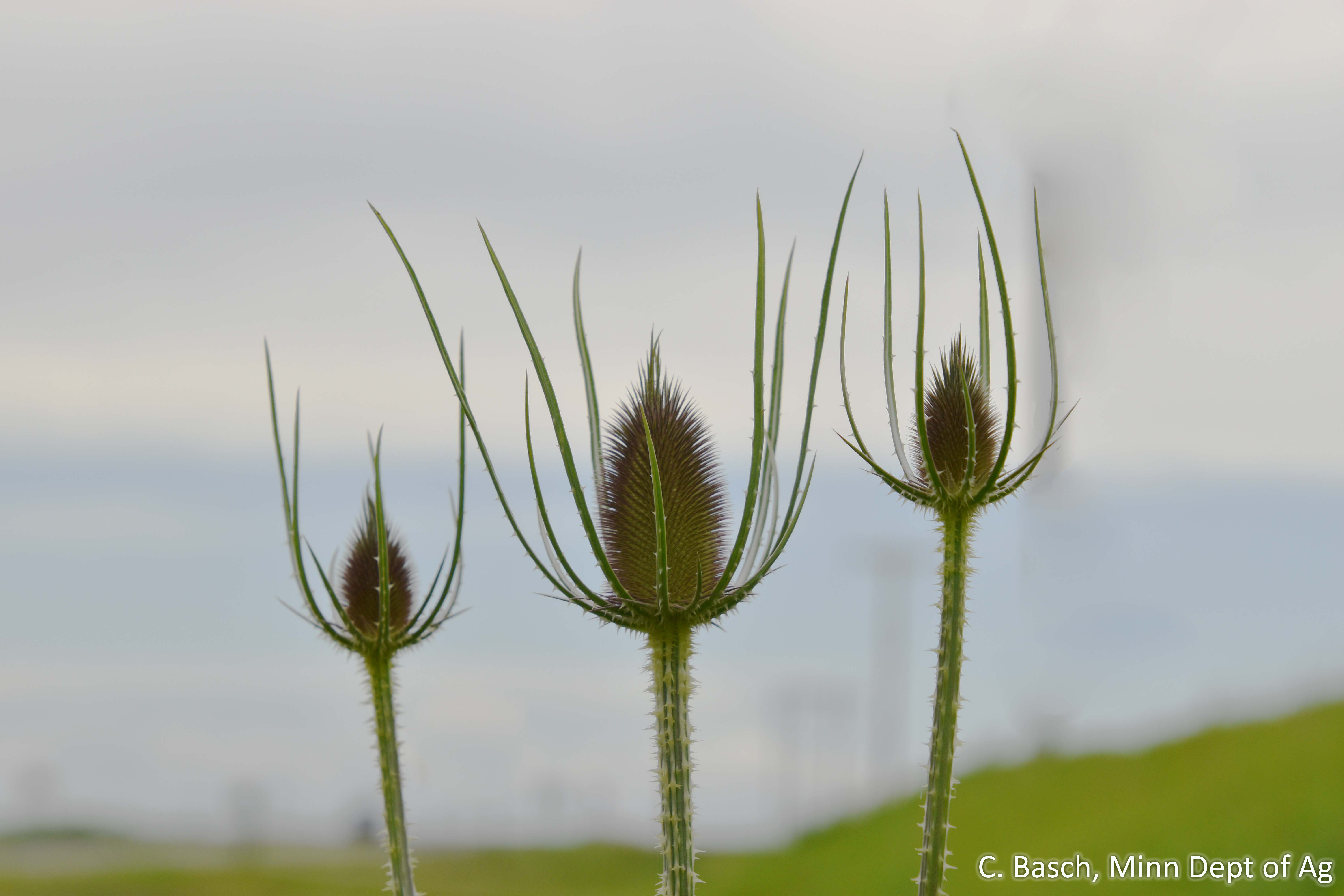 Common teasel flower clusters