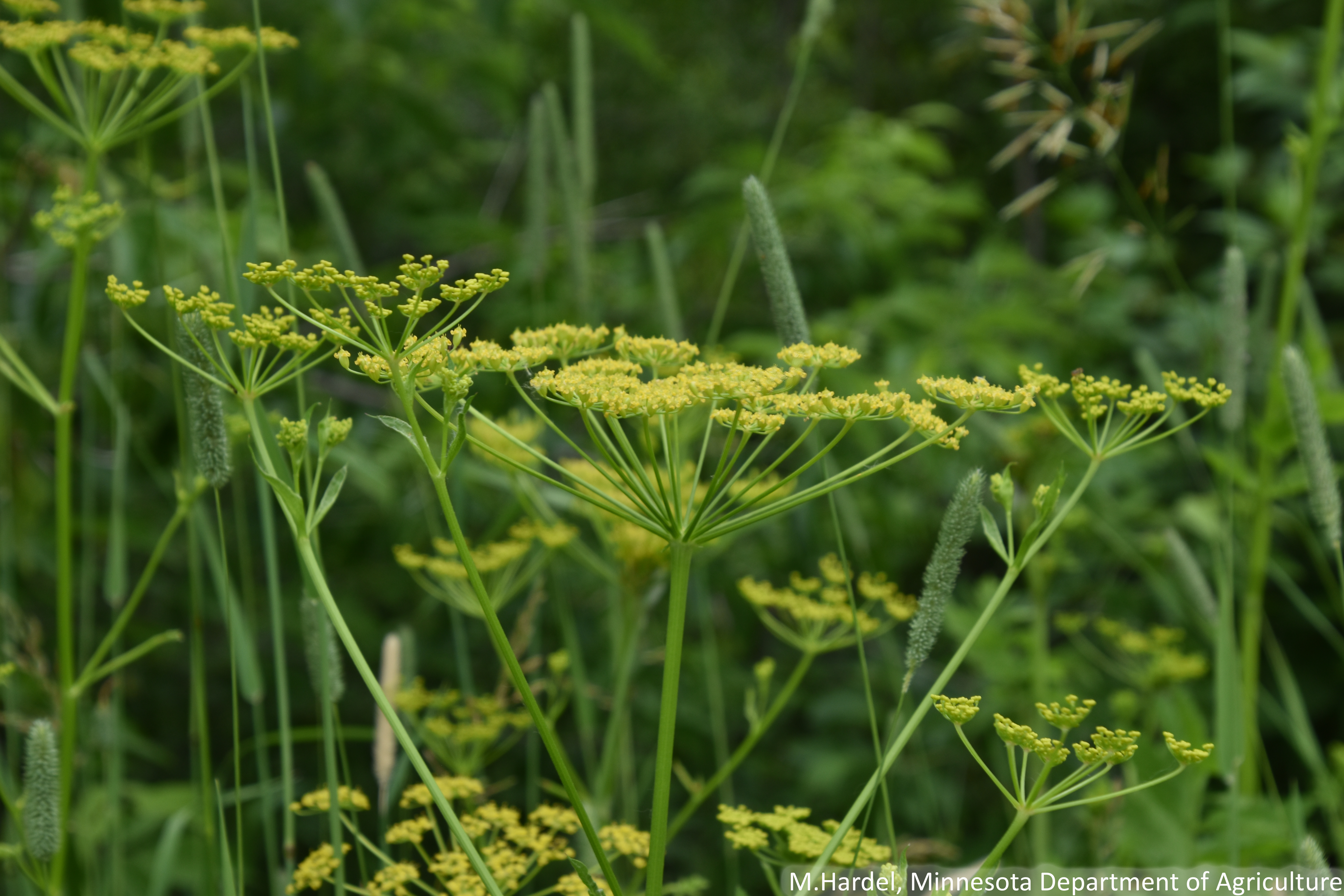 The flower of wild parsnip