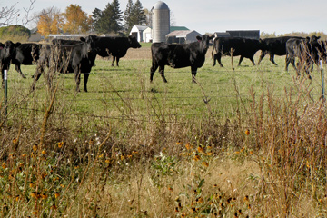 Cattle in a pasture with Palmer amaranth weeds