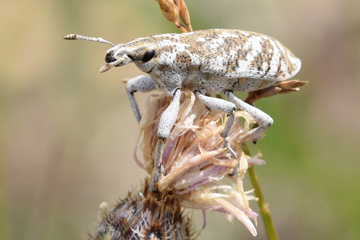 An insect on plant