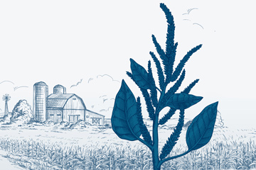 Drawing of a Palmer amaranth plant