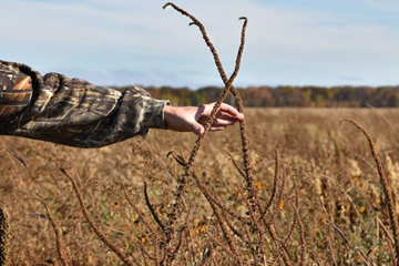 Photo of Palmer Amaranth in a field