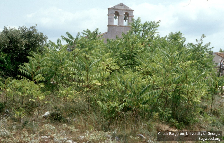 Tree of heaven is an invasive weed that easily colonizes. 