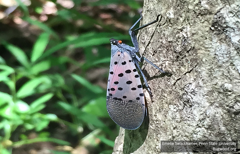 Spotted lanternfly is threating southeast Minnesota.