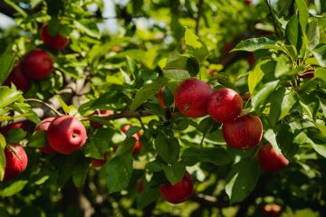 Trees with red apples on branches.