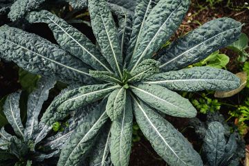 Kale plant.