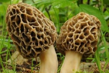 Wild mushrooms growing in a forest.