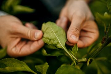 Hands holding a plant leaf.