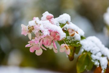 flowering plant with snow on top