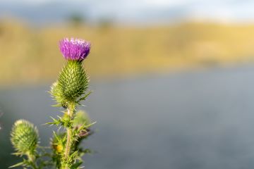 Thistle plant.