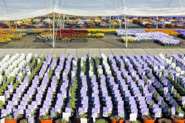 rows of potted plants in greenhouse
