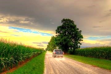 truck driving on gravel road near corn field