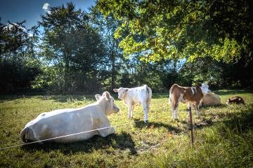 cow and calves in field 