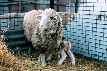 Sheep and lamb in pen