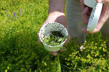 person holding container with weeds and bugs.