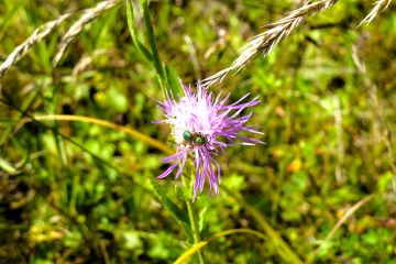 purple flower with insect on it